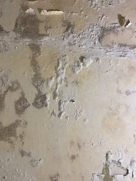 Mold Testing and Removal in Oneonta, AL